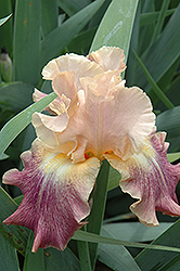 Stage Lights Iris (Iris 'Stage Lights') at Lakeshore Garden Centres