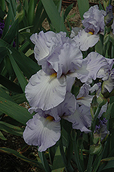 Rain On Frost Iris (Iris 'Rain On Frost') at Lakeshore Garden Centres