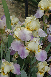Enriched Iris (Iris 'Enriched') at Lakeshore Garden Centres