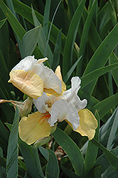 Champagne Encore Iris (Iris 'Champagne Encore') at Lakeshore Garden Centres