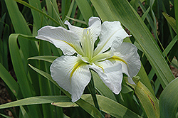 Hush Money Iris (Iris 'Hush Money') at Lakeshore Garden Centres