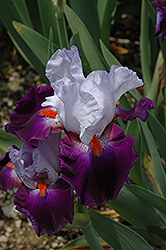 Team Spirit Iris (Iris 'Team Spirit') at Lakeshore Garden Centres