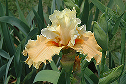 Lost And Found Iris (Iris 'Lost And Found') at Lakeshore Garden Centres