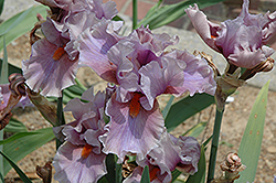 Dollar Iris (Iris 'Dollar') at Lakeshore Garden Centres