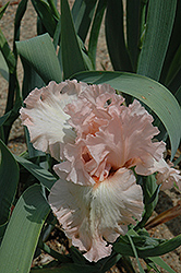 For Lovers Only Iris (Iris 'For Lovers Only') at Lakeshore Garden Centres