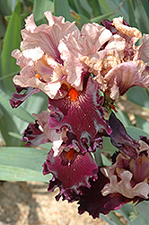 Disguise Iris (Iris 'Disguise') at Lakeshore Garden Centres
