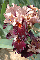 Disguise Iris (Iris 'Disguise') at A Very Successful Garden Center