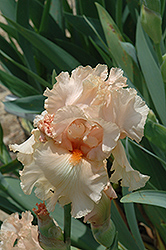 Passion Play Iris (Iris 'Passion Play') at Lakeshore Garden Centres