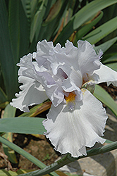 Arctic Unicorn Iris (Iris 'Arctic Unicorn') at Lakeshore Garden Centres