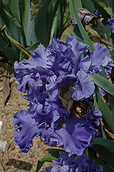 Merchant Marine Iris (Iris 'Merchant Marine') at Lakeshore Garden Centres