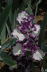 Barbara May Iris (Iris 'Barbara May') at Lakeshore Garden Centres
