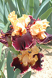 Glamour Pants Iris (Iris 'Glamour Pants') at Lakeshore Garden Centres