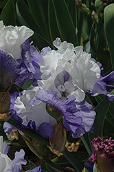 Laura Buelow Iris (Iris 'Laura Buelow') at Lakeshore Garden Centres