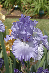 River Runner Iris (Iris 'River Runner') at Lakeshore Garden Centres