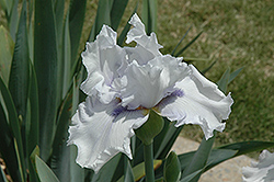 Titanic's Nemesis Iris (Iris 'Titanic's Nemesis') at Lakeshore Garden Centres