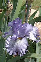 Palace Of Thoughts Iris (Iris 'Palace Of Thoughts') at Lakeshore Garden Centres