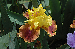 Back Street Affair Iris (Iris 'Back Street Affair') at Lakeshore Garden Centres