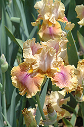 Polish Princess Iris (Iris 'Polish Princess') at Lakeshore Garden Centres