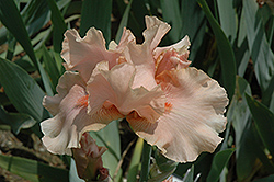 Pink Champagne Iris (Iris 'Pink Champagne') at Lakeshore Garden Centres