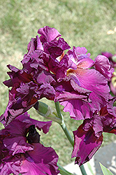 Wine Time Iris (Iris 'Wine Time') at Lakeshore Garden Centres