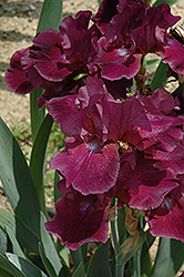 Cobra's Eye Iris (Iris 'Cobra's Eye') at Lakeshore Garden Centres