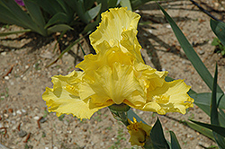 Double Trouble Iris (Iris 'Double Trouble') at Lakeshore Garden Centres