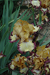 Radiant Bliss Iris (Iris 'Radiant Bliss') at Lakeshore Garden Centres