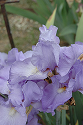 Lake Reprise Iris (Iris 'Lake Reprise') at Lakeshore Garden Centres