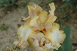 Liquid Amber Iris (Iris 'Liquid Amber') at Lakeshore Garden Centres
