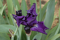Marty Richards Iris (Iris 'Marty Richards') at Lakeshore Garden Centres