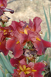 Coronation Of David Iris (Iris 'Coronation Of David') at Lakeshore Garden Centres