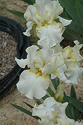 Autumn Clouds Iris (Iris 'Autumn Clouds') at Lakeshore Garden Centres