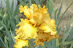 Cafe Society Iris (Iris 'Cafe Society') at Lakeshore Garden Centres