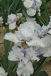 Witch Of Endor Iris (Iris 'Witch Of Endor') at Lakeshore Garden Centres