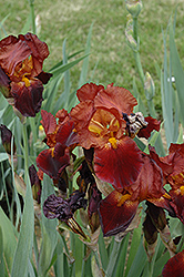 Time And Again Iris (Iris 'Time And Again') at Lakeshore Garden Centres