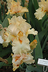 Roney's Encore Iris (Iris 'Roney's Encore') at Lakeshore Garden Centres