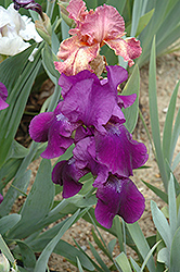 Sign Of Leo Iris (Iris 'Sign Of Leo') at Lakeshore Garden Centres