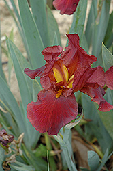 Bernice's Legacy Iris (Iris 'Bernice's Legacy') at Lakeshore Garden Centres