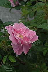 Sarah Van Fleet Rose (Rosa 'Sarah Van Fleet') at Lakeshore Garden Centres