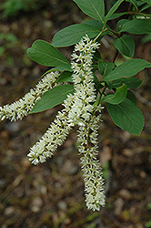 Virginia Sweetspire (Itea virginica) at Lakeshore Garden Centres