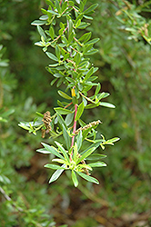 Scrub Titi (Cyrilla arida) at Lakeshore Garden Centres