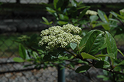 Possumhaw Vibernum (Viburnum nudum) at Lakeshore Garden Centres
