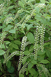 Henry's Garnet Virginia Sweetspire (Itea virginica 'Henry's Garnet') at Lakeshore Garden Centres