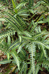 Holly Fern (Arachniodes simplicior) at Lakeshore Garden Centres