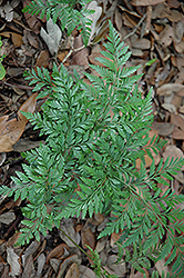 Major Rabbit's Foot Fern (Davallia fejeensis 'Major') at Lakeshore Garden Centres
