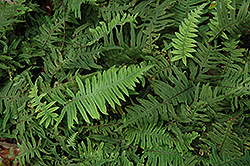 E. T. Fern (Polypodium formosanum 'Cristatum') at Lakeshore Garden Centres