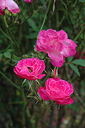 Vincent Godsiff Rose (Rosa 'Vincent Godsiff') at Lakeshore Garden Centres