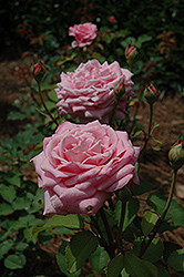 Belinda's Dream Rose (Rosa 'Belinda's Dream') at Lakeshore Garden Centres