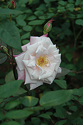 Madame Antoine Mari Rose (Rosa 'Madame Antoine Mari') at Lakeshore Garden Centres