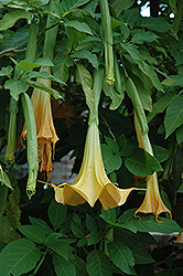 Golden Angel's Trumpet (Brugmansia aurea) at Lakeshore Garden Centres